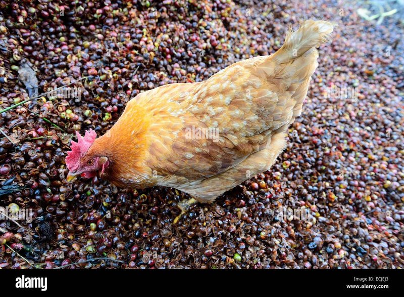 Descubre las Sorpresas de Chicken Road en el Mejor Casino de España, chicken road casino